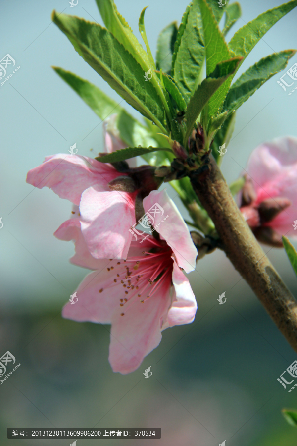 桃花,花卉,花枝,花圃,花朵