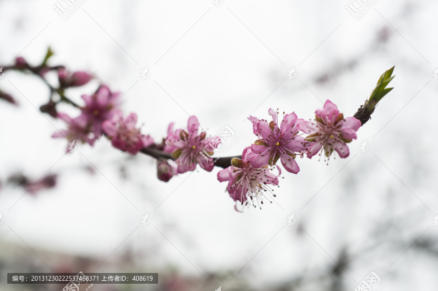 桃花