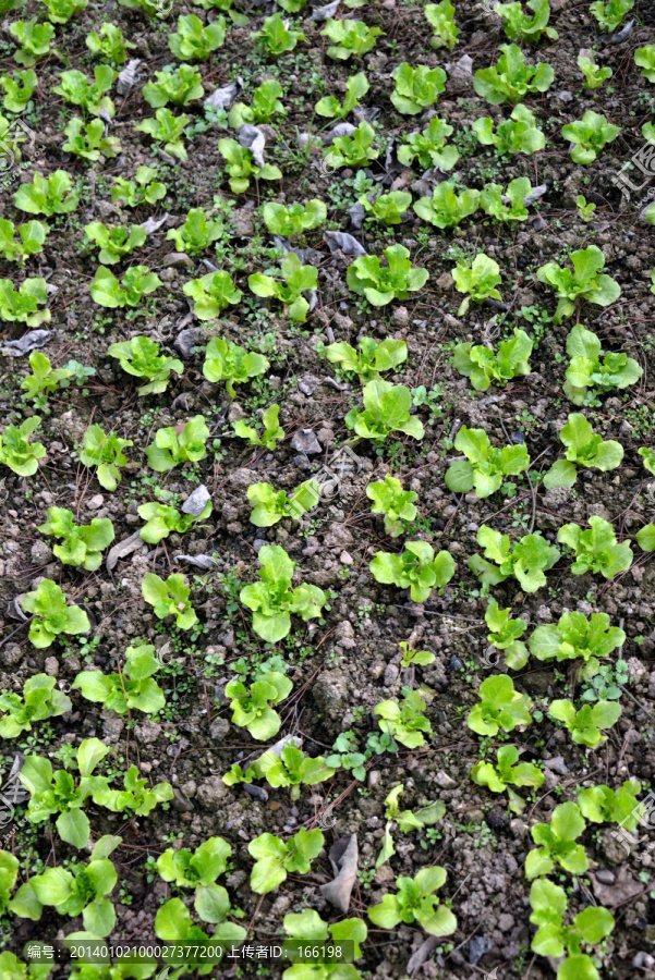 菜地里成排种植的小白菜