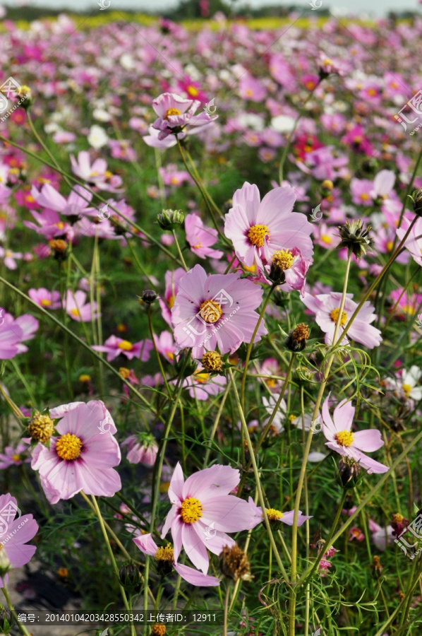 格桑花 花海 波斯菊