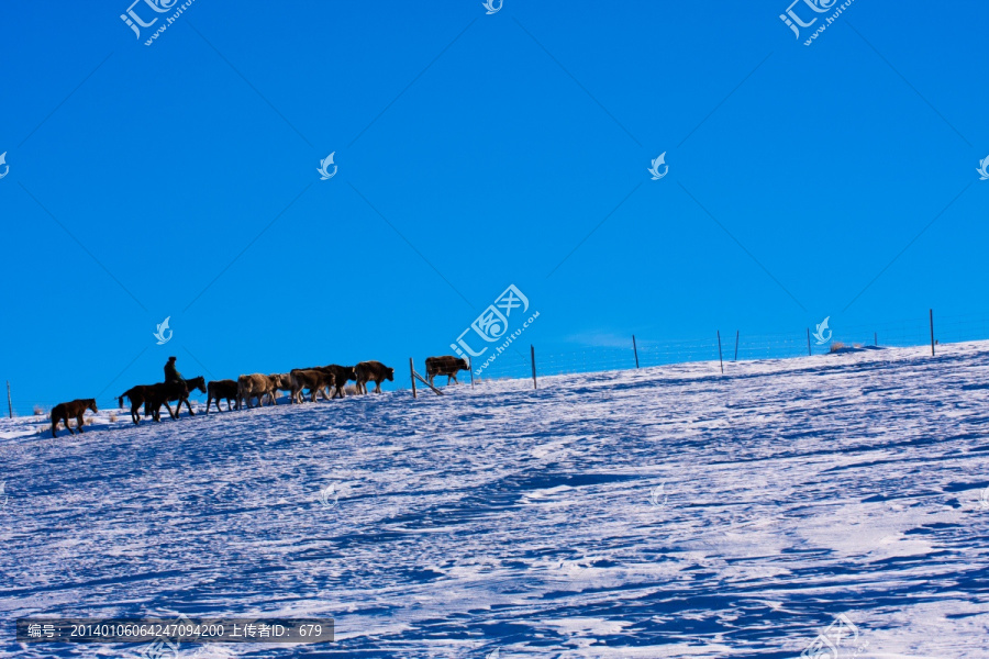 放牧,雪景