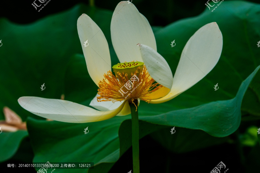荷花