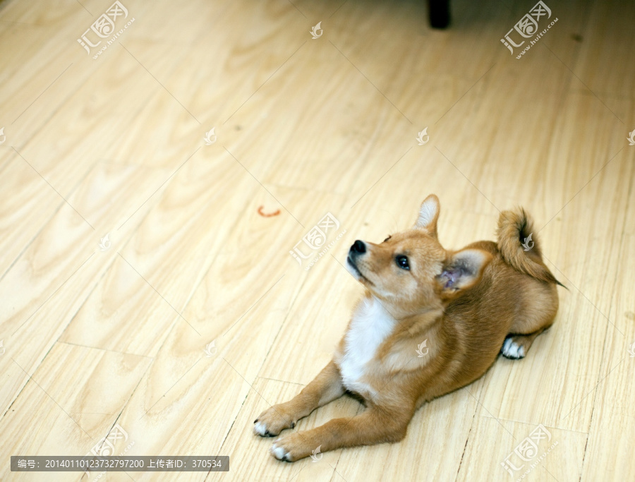 宠物犬