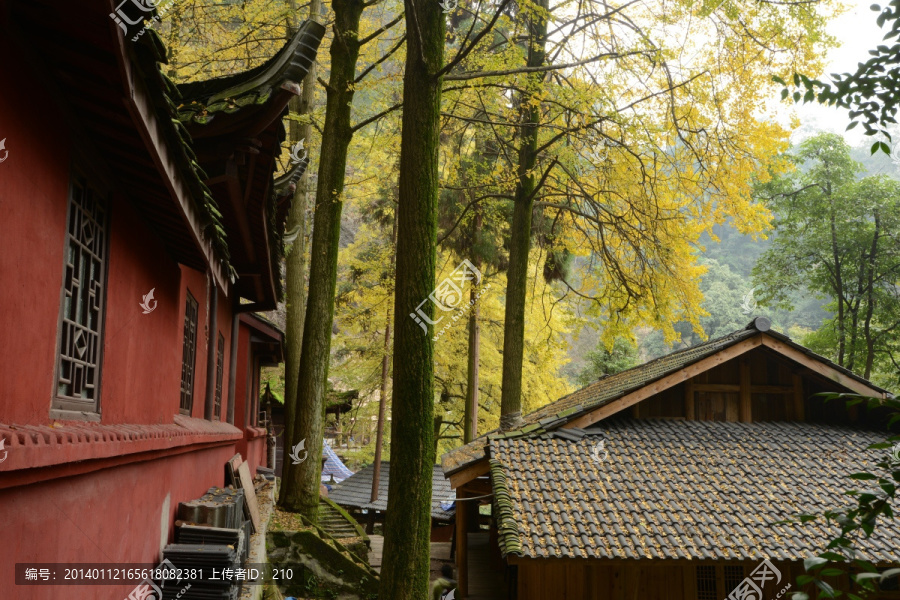 青城山朝阳洞秋色