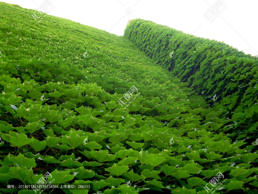 爬山虎,草壁