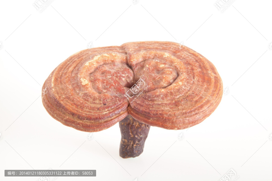 灵芝