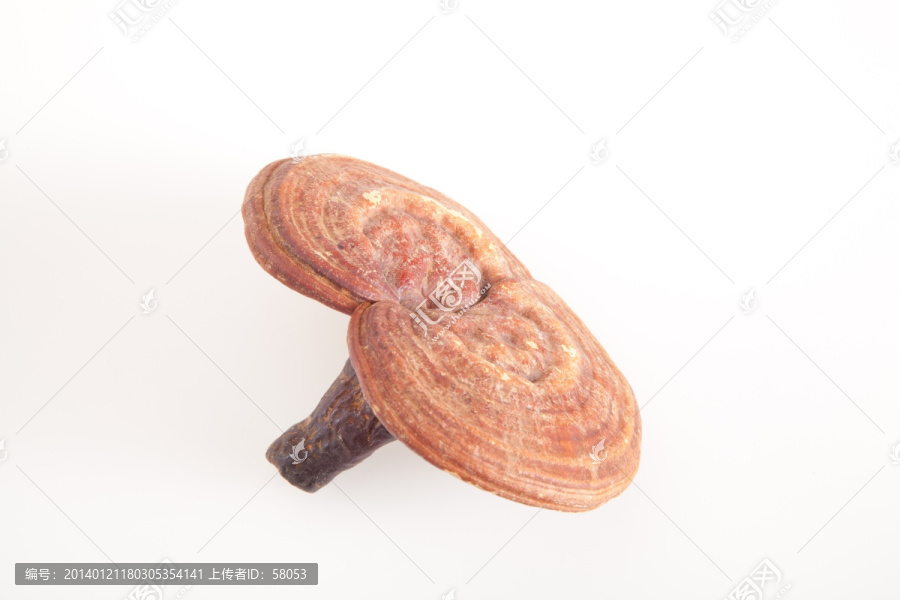 灵芝