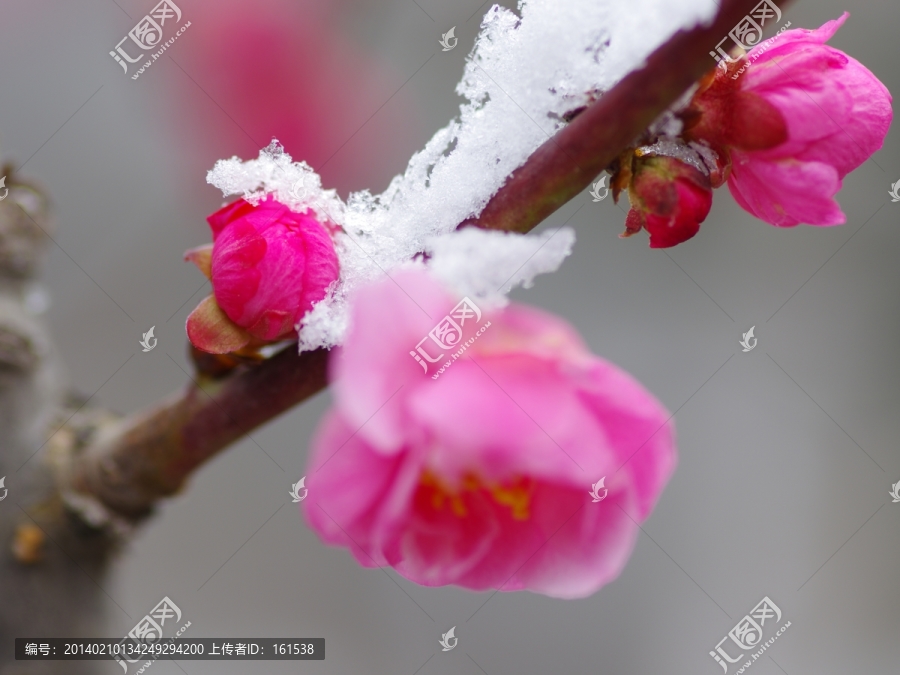 梅花在雪中绽放