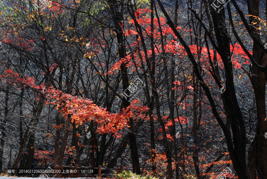 红叶,枫叶,秋景,枫叶之乡