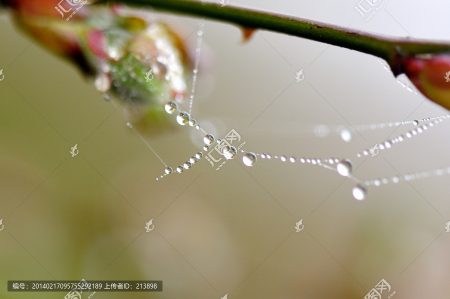 蜘蛛网水滴