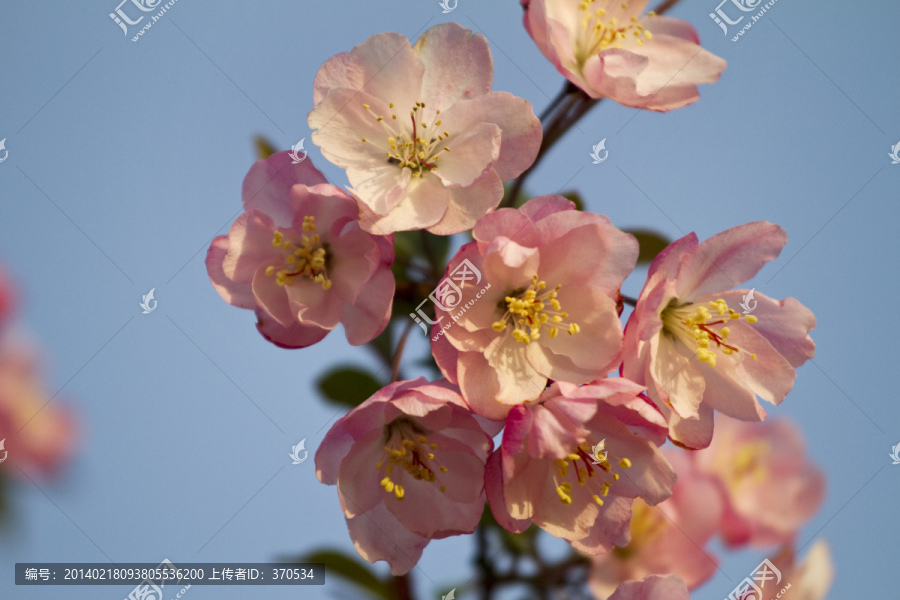 桃花,花卉,花朵,绽放,花蕊