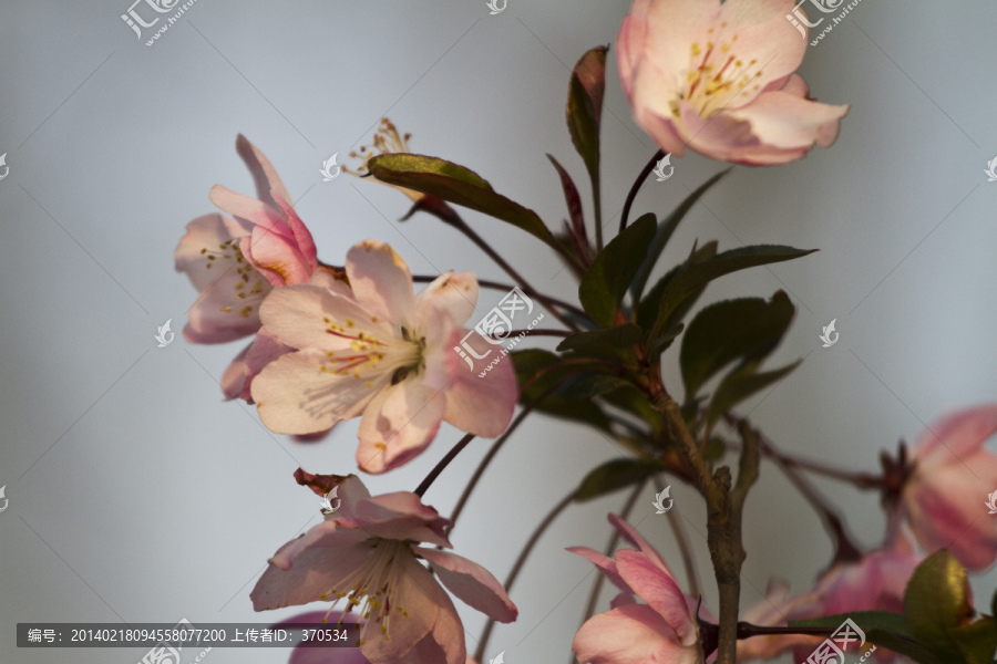 桃花,花卉,花朵,绽放,花蕊