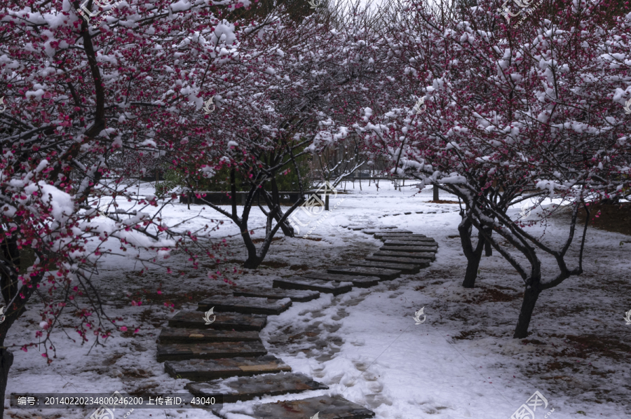 雪景,梅花