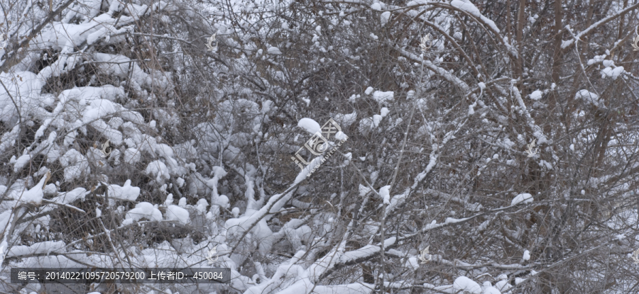 树林,下雪