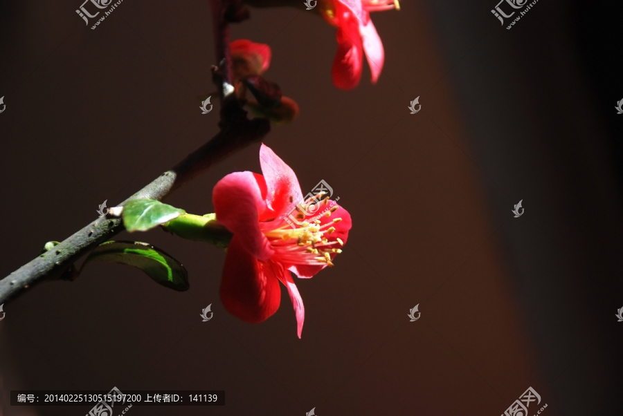 梅,梅花,红梅,花卉,花朵