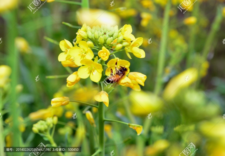 蜜蜂,油菜花
