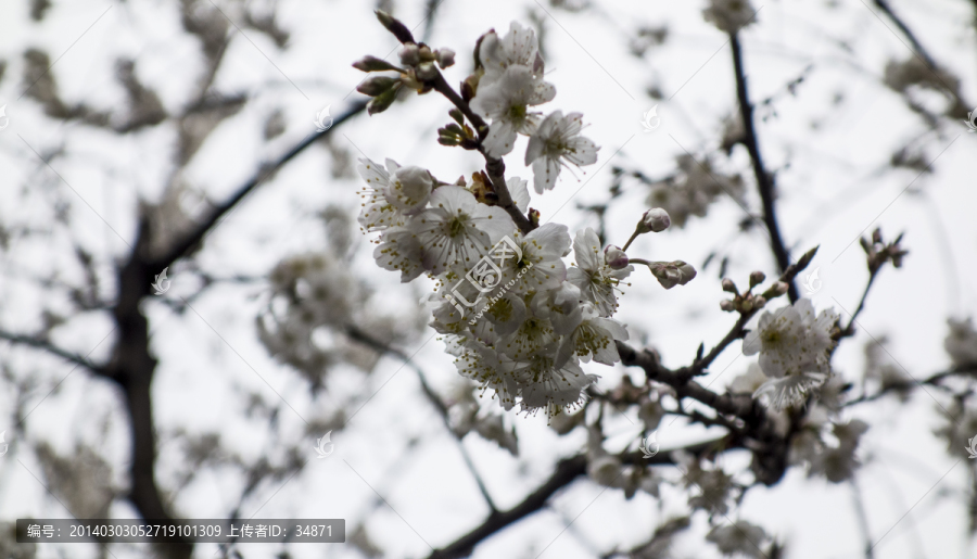 白色樱花素材