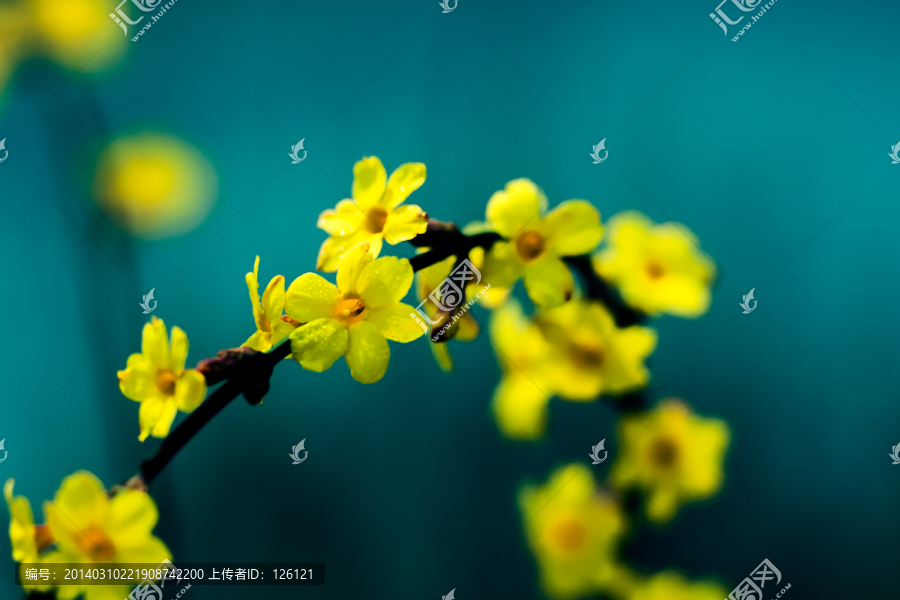 迎春花