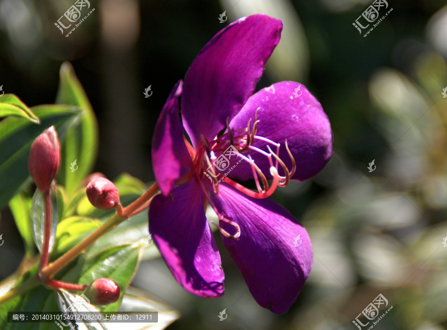 紫花,巴西野牡丹