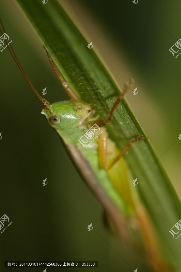 绿色的蚂蚱,复眼