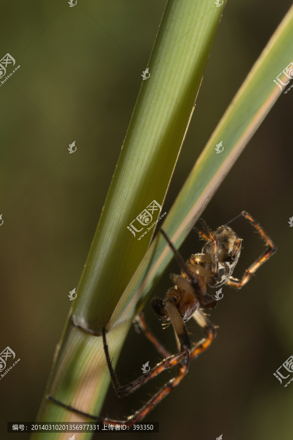 蜘蛛