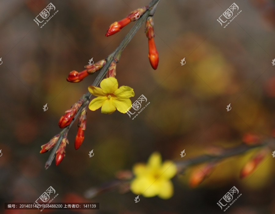 迎春花,花卉,春的信息,花朵