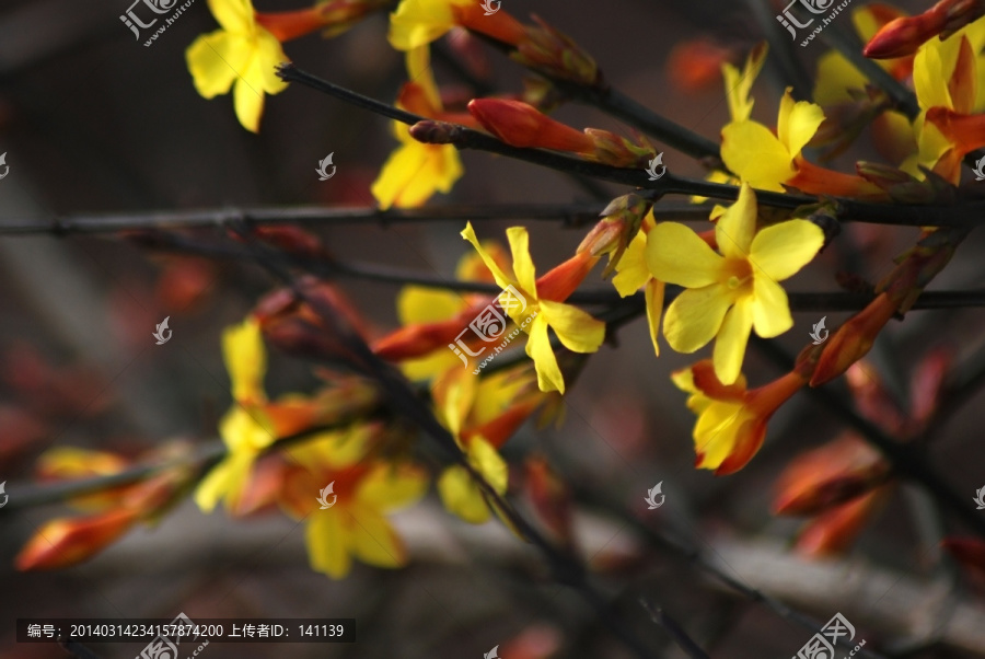 迎春花,花卉,春的信息,花朵