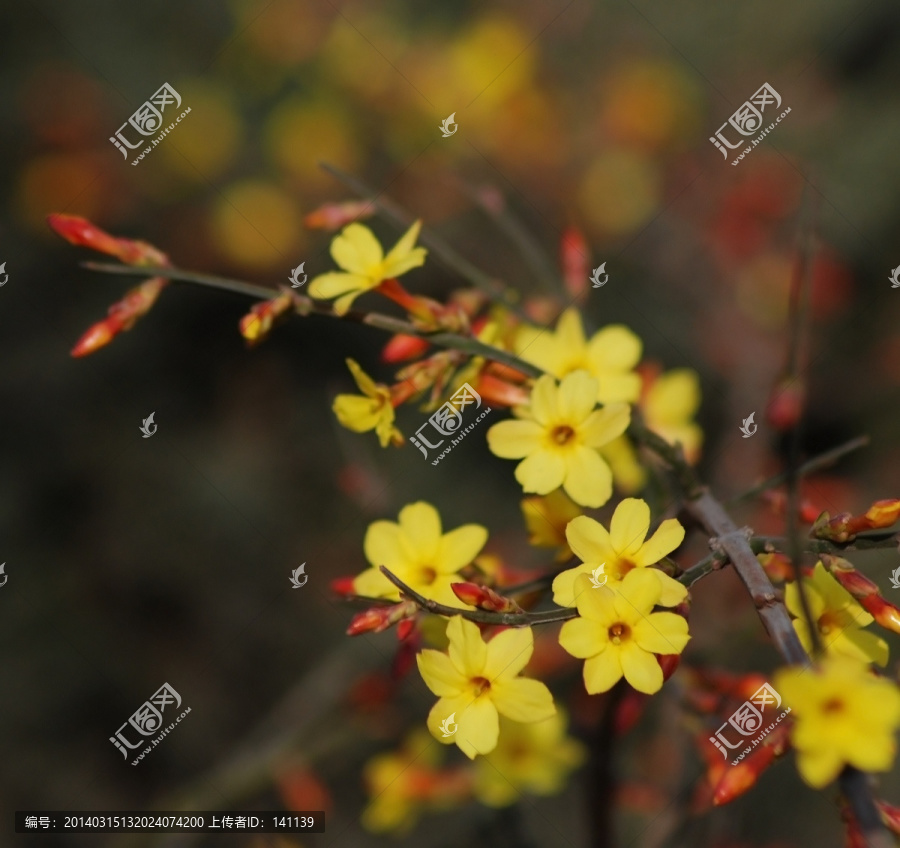 迎春花,花卉,春的信息,花朵