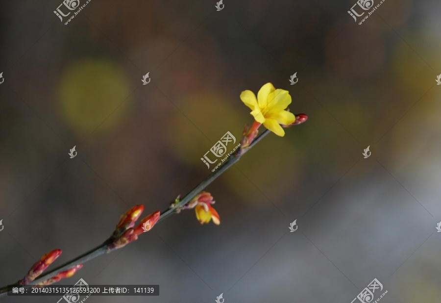 迎春花,花卉,春的信息,花朵