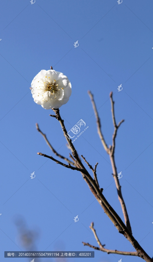 盛开的美人梅花朵