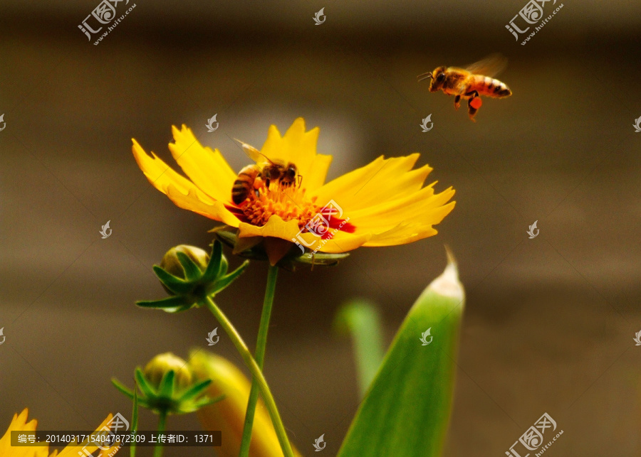 蜜蜂,花卉,图片素材