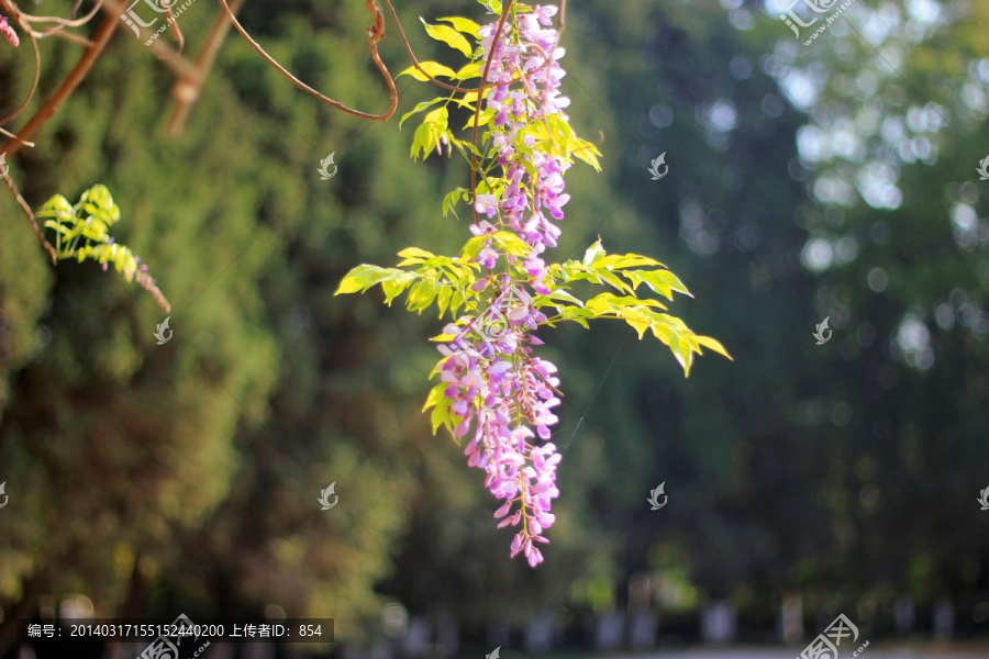 树花