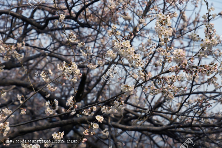 樱花花海