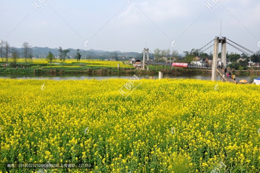潼南油菜花