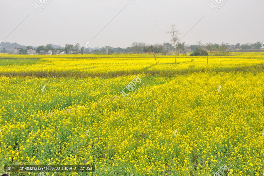 潼南油菜花