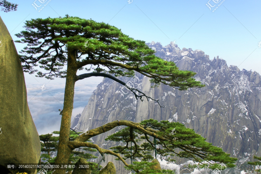 黄山迎客松