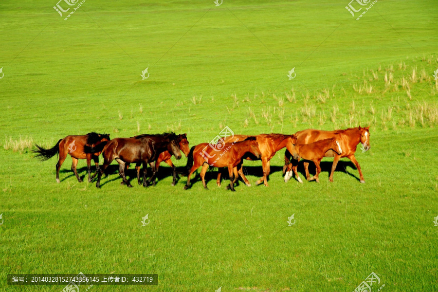 草原上的一群马