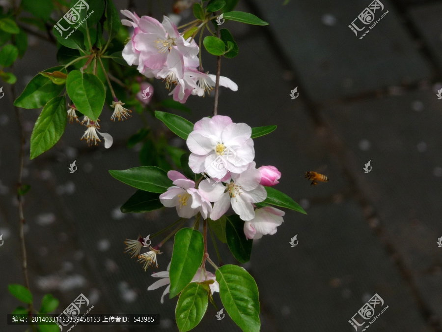 美丽的蜜蜂采海棠花图jpg