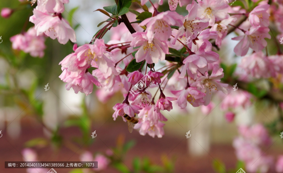 海棠花