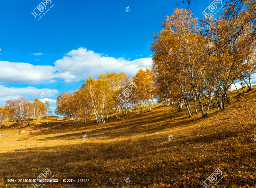 草原风光,白桦林,坝上秋色
