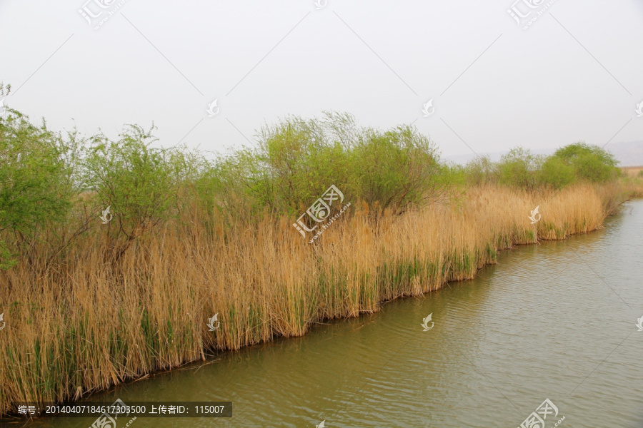 黄河湿地