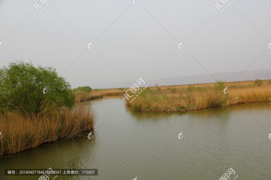 黄河湿地