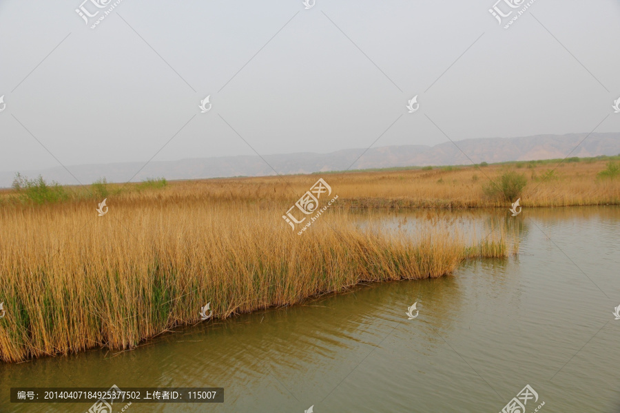 黄河湿地