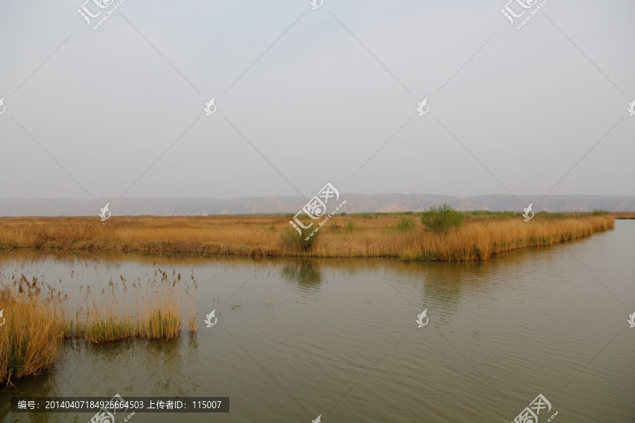 黄河湿地