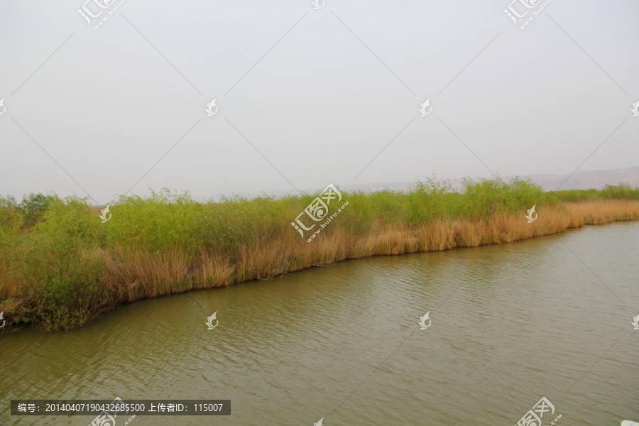 黄河湿地
