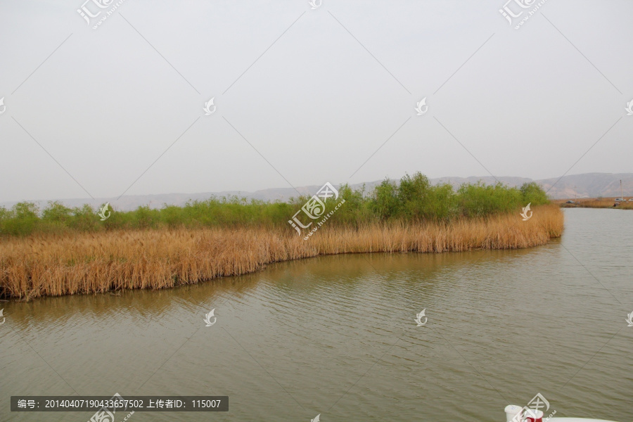 黄河湿地