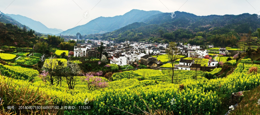 油菜山村