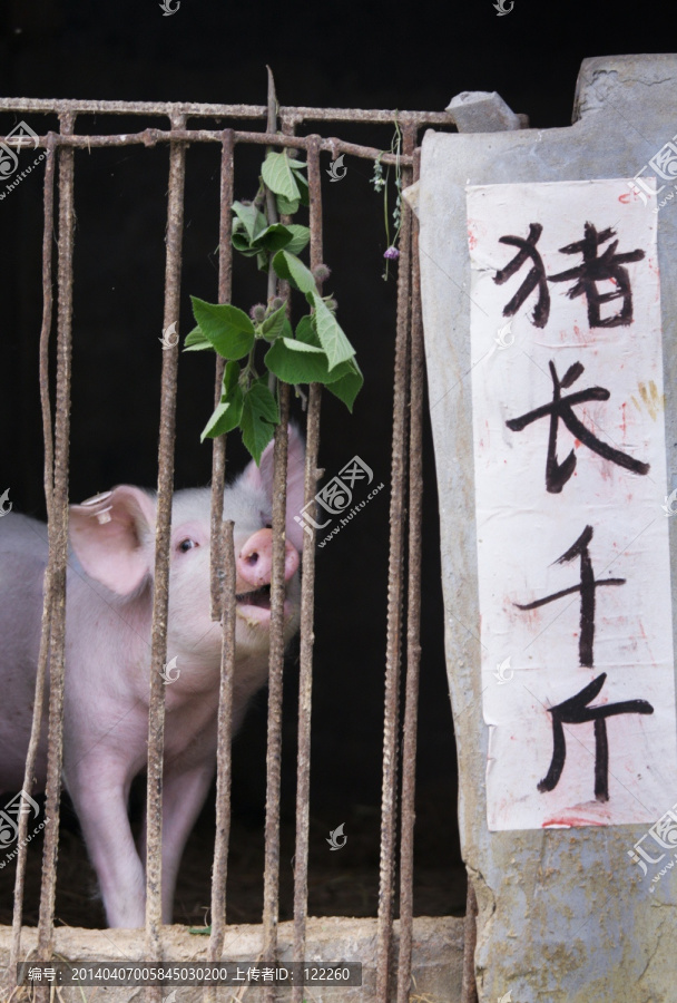 猪