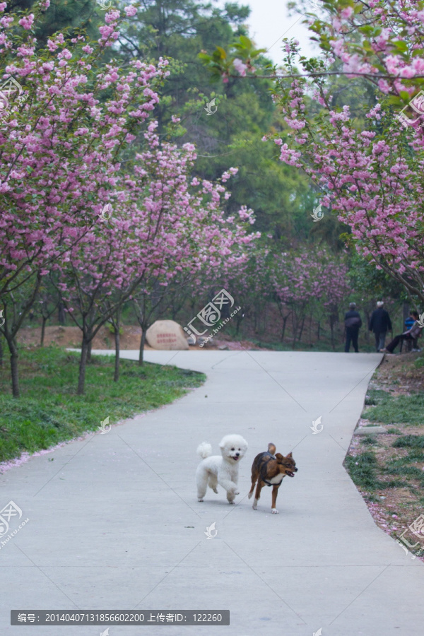 樱花
