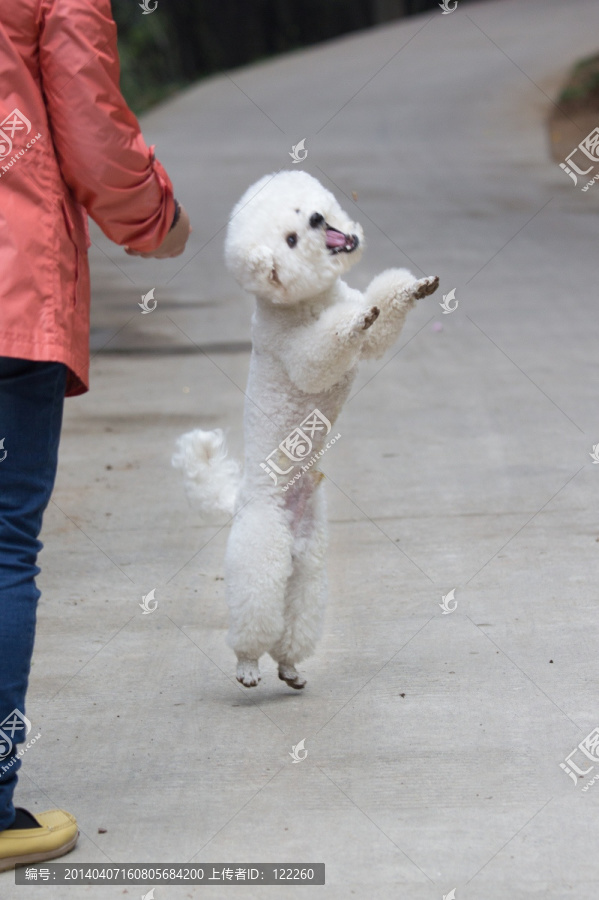 比熊